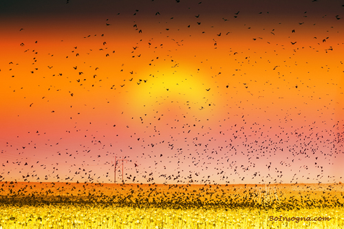 Bird Land Colorful Sunset Fine Art Photography Print