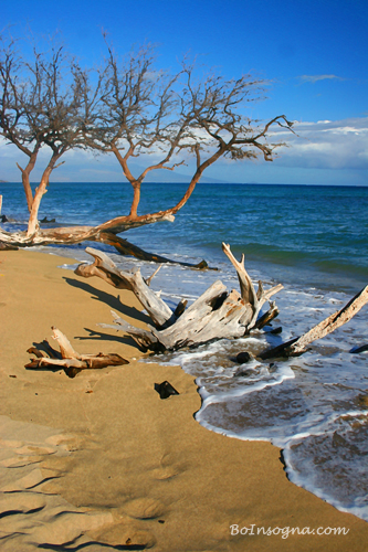 Beach Driftwood Fine art photography print