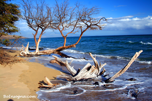 Maui Beach Driftwood fine art photography print