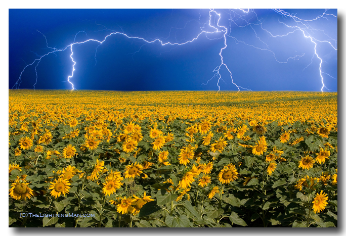 Sunflower Field Thunderstorm on the horizon