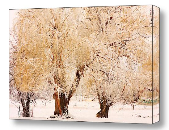 3 trees fine art photography print and canvas art