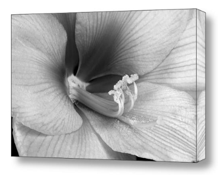 Amaryllis Flower Bloom black and white fine art print and canvas art.