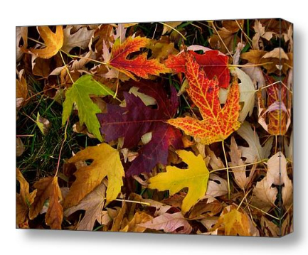 Autumn Leaves Stretched Fine Canvas Art Decorating Ideas for Bedrooms Fine Photography Prints and Canvas Art