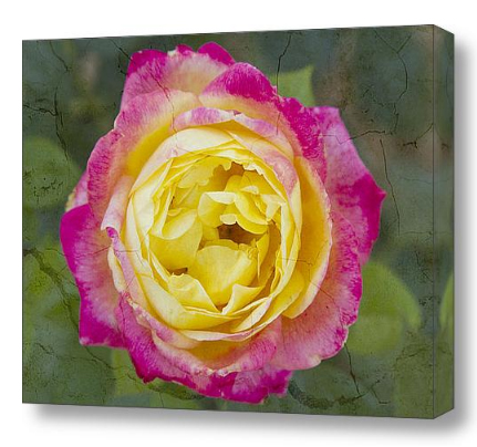 Colorful Pink Yellow Rose Cracked Fine Art Photography print and Canvas ArtCanvas Art 