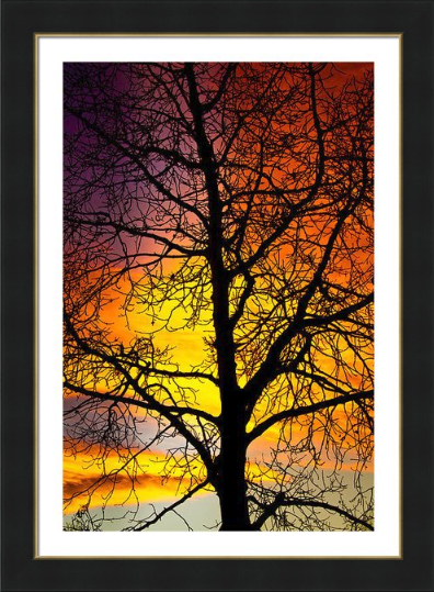 Colorful Silhouette Fine Art Framed Print Decorating Ideas for Bedrooms Fine Photography Prints and Canvas Art