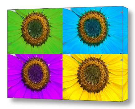 Colorful sunflowers fine art photography print, stock image and canvas art