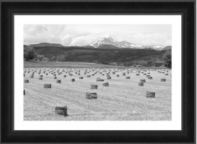 Mid June Colorado Hay and the Twin Peaks Longs and Meeker BW 