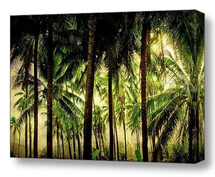 Jungle Paradise Fine Art Photography Print and Stretched Canvas Art  