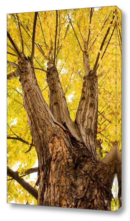 Maple Tree Portrait Canvas Art Decorating Ideas for Bedrooms Fine Photography Prints and Canvas Art
