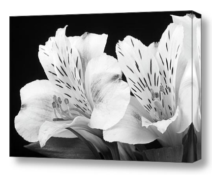 Peruvian Lilies Botanical Black White Canvas Print Decorating Ideas for Bedrooms Fine Photography Prints and Canvas Art