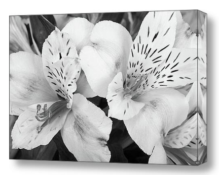 Peruvian Lilies Flowers Black and White Fine Art Print and Canvas Art.       (C) 2011 www.BoInsogna.com - Click on Image for Gallery