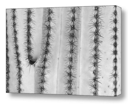 Saguaro Cactus Close-Up Black and White Fine Art Print and Canvas Art. 