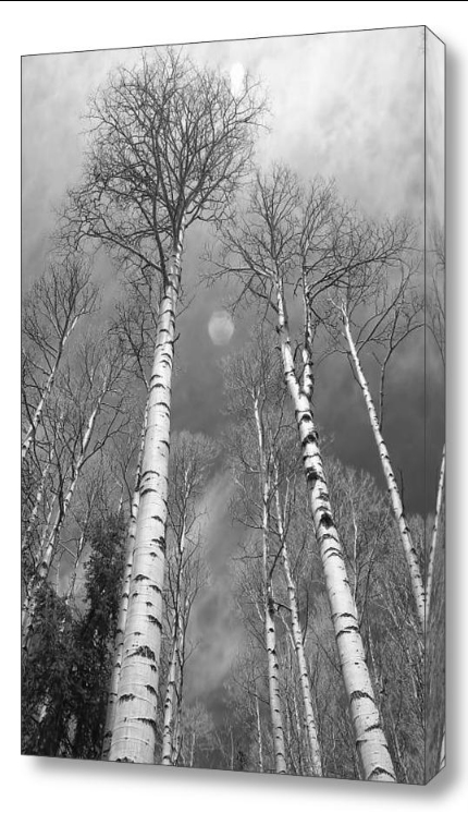 Towering Aspen Trees in Black and White Fine Art Photography Print and Canvas Art