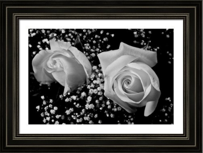 White Roses BW Fine Art Photography Framed Print  and Canvas Art