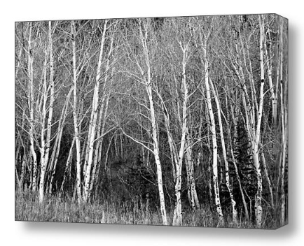 Black and White Fine Art Photography Print and Canvas Art Aspen Trees