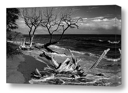 Beach Ocean Driftwood Nature Landscape Black and White Fine Art Canvas