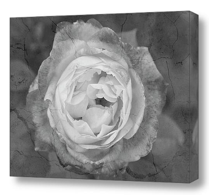 Cracked rose black and white fine art print and canvas art