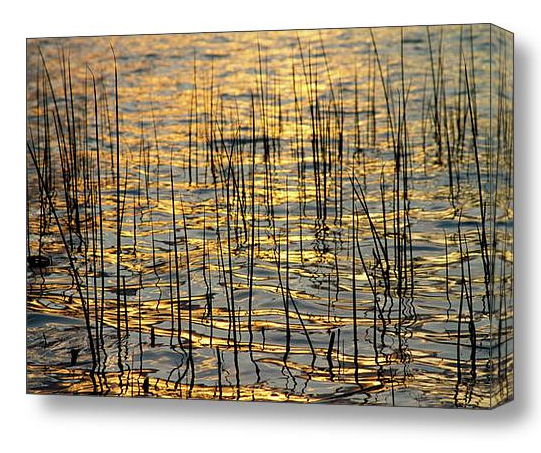 golden- ripples- abstract- canvas art