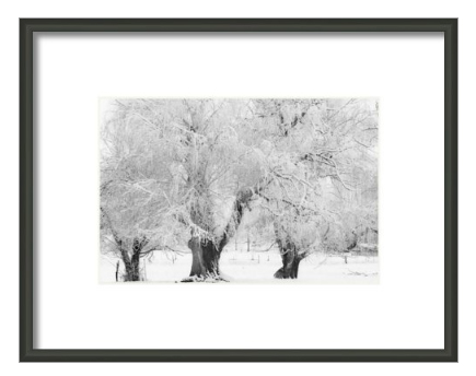 Three Trees With Snow black and white fine art print and canvas art. (C) 2011 www.BoInsogna.com - Click on Image for Gallery