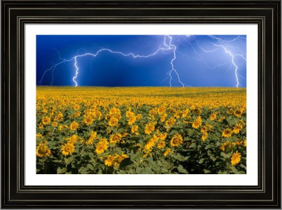 Sunflower Lightning Field Framed Print Striking Ideas for Decorating – Lightning Fantasy Artwork