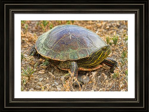 Western-Painted-Turtle-Framed-Art