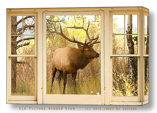 Bull Elk Window View s Decorating Tips Add a Nature Window View to Any Room With Fine Art Picture Windows