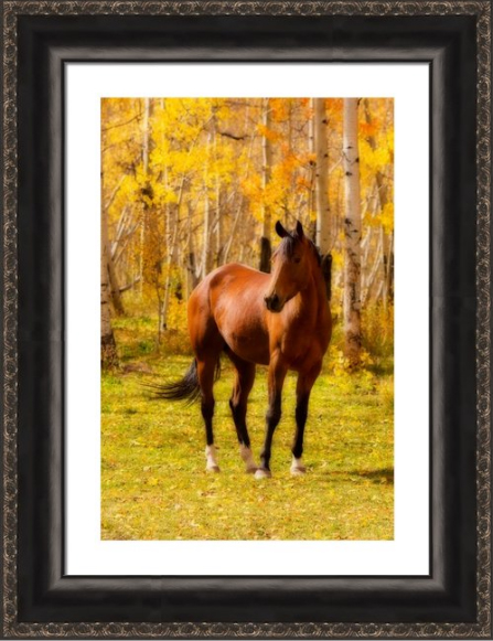 Beautiful Autumn Horse Framed Fine Art Print