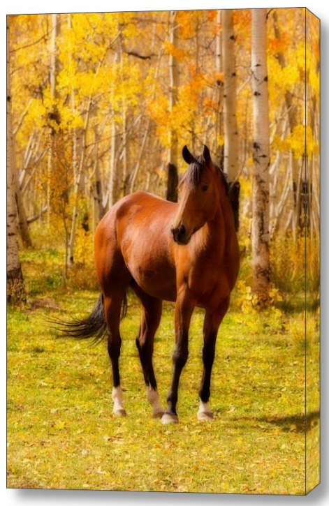 Beautiful Autumn Horse Stretched Canvas Fine Art Print