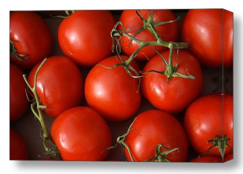 Vine Riped Tomatoes Stretched Canvas Fine Art Print