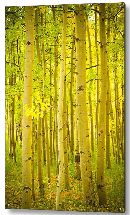 Autumn Aspens Vertical Image Acrylic Fine Art Print