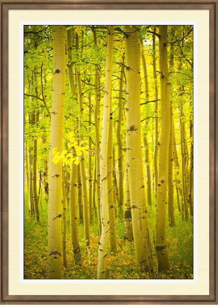 Autumn Aspens Vertical Image Framed Fine Art Print