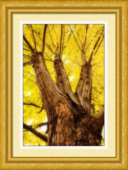 Maple Tree Portrait 2 Framed Fine Art Print