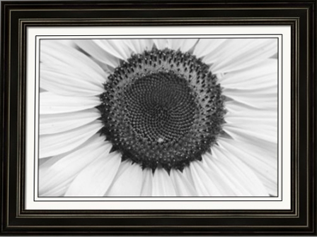 Sunflower Center Black and White Fine Art Frames Print