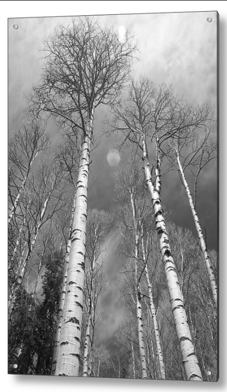 Towering Aspen Trees in Black and White Fine Art Acrylic Print