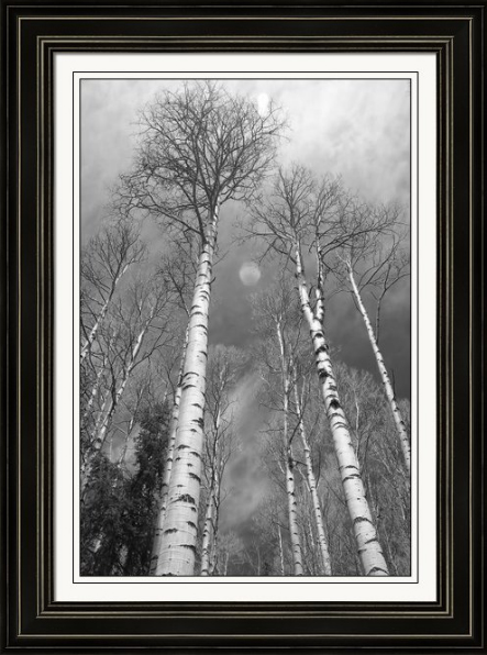 Towering Aspen Trees in Black and White Framed Fine Art Photography Print