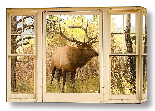 Bull Elk Window View Discover Beauty of Windows Scenic Views With Window Fine Art Prints