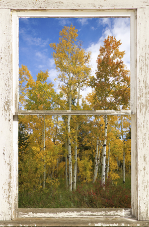 Colorado Autumn Aspens Nature Window View 450 For Immediate Release New Picture Windows Fine Art With a View