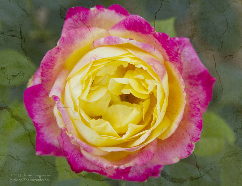 Colorful Pink Yellow Rose Cracked Fine Art