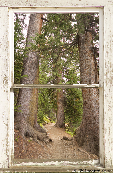 rocky mountain forest window 600s Interior Planning and Art Work Character Photography
