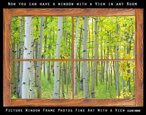 aspen tree forest rustic wood picture window frame 600mark 509x400 Colorado Fine Art Photography Nature Landscape Video