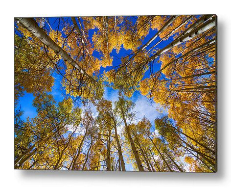 Colorful Aspen Forest Canopy Acrylic Print