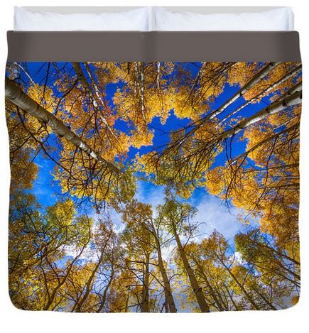 Colorful Aspen Forest Canopy King Duvet Cover