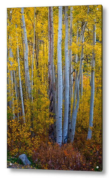 Golden Forest Portrait Acrylic Print