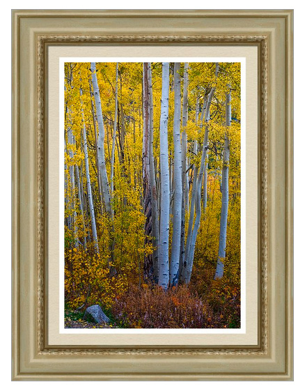 Golden Forest Portrait Framed Print