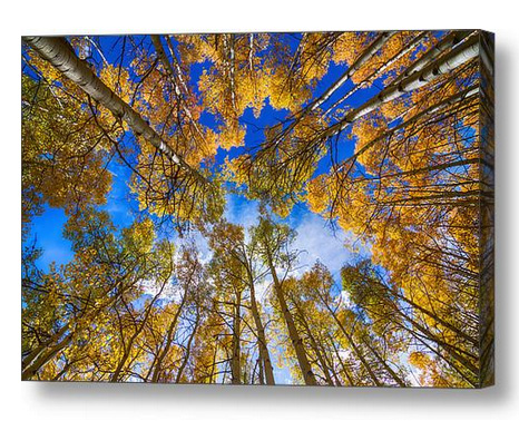 Colorful Aspen Forest Canopy Canvas Art Print