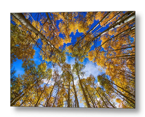 Colorful Aspen Forest Canopy Metal Art Print