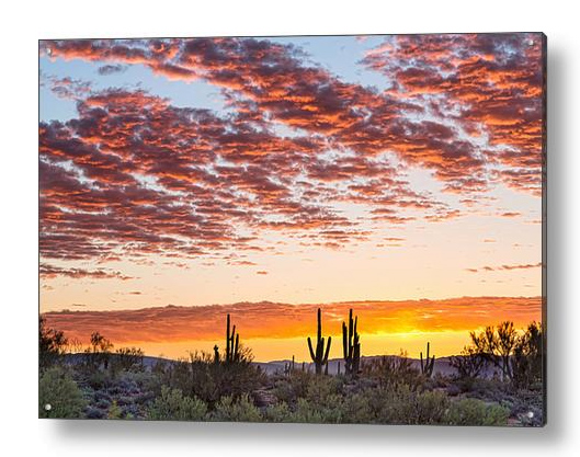 Colorful Sonoran Desert Sunrise Acrylic Art Print