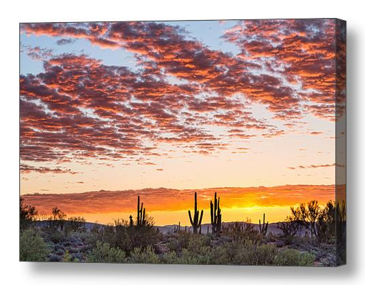 Colorful Sonoran Desert Sunrise Canvas Print