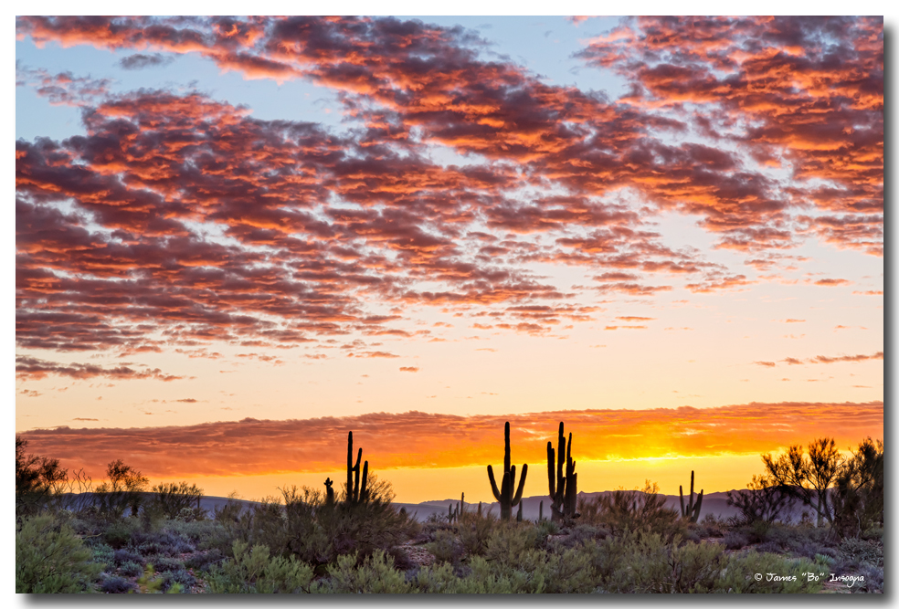 Colorful Sonoran Desert Sunrise