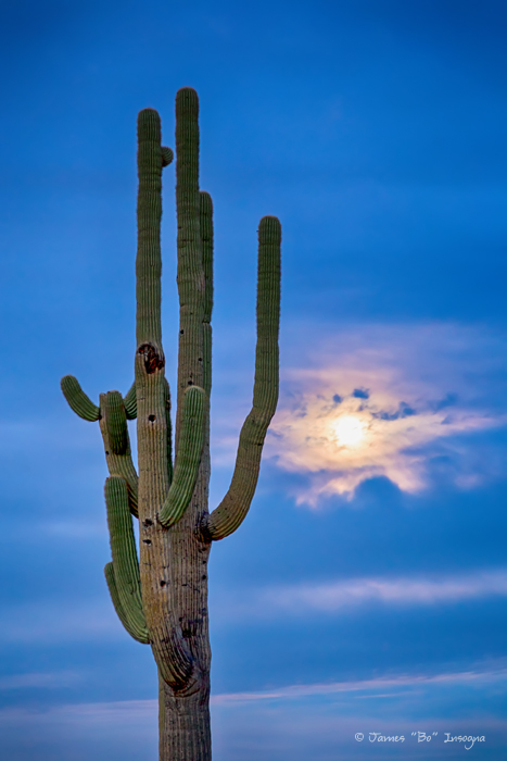 Giant Saguaro Cactus Golden Cloudy Full Moonset